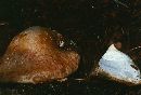 Fistulina hepatica image