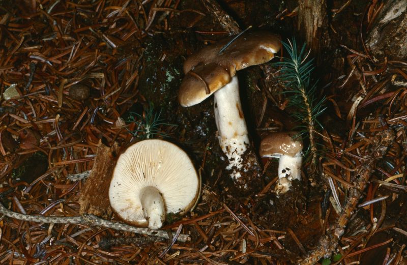 Lactarius caespitosus image