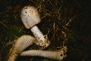 Amanita stannea image