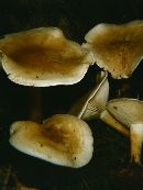 Clitocybe odora image