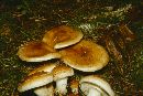 Pholiota lubrica image