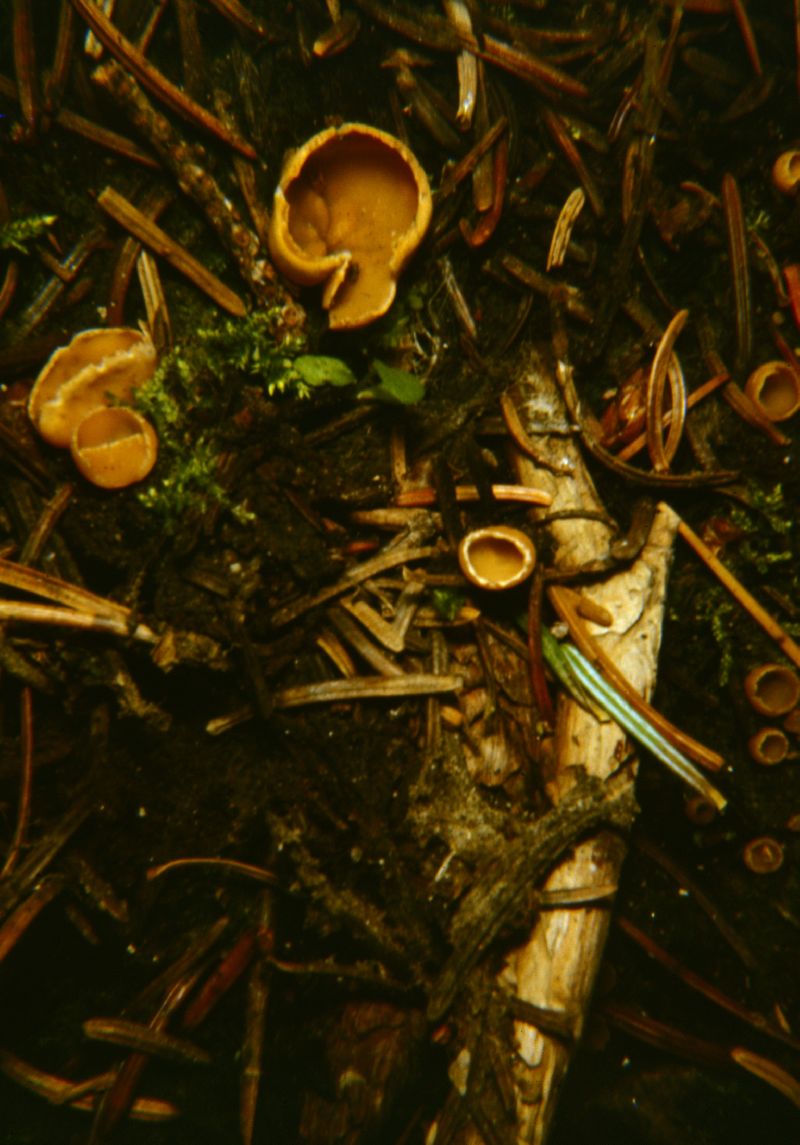 Tricharina ochroleuca image