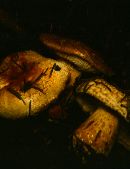 Lactarius repraesentaneus image