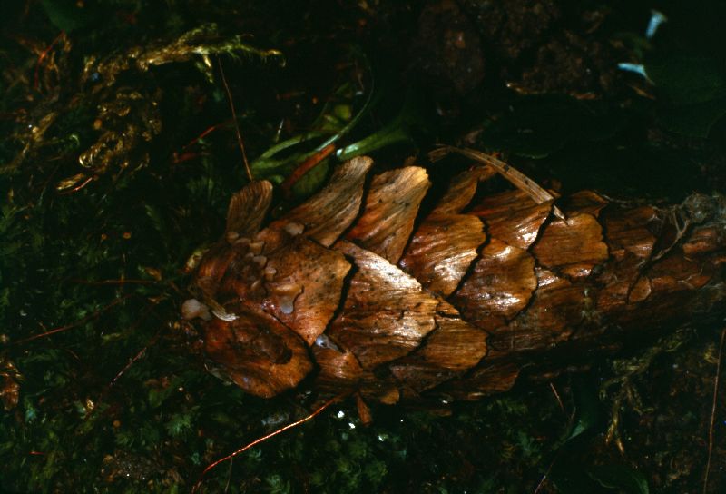 Helotium nyssicola image