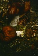 Gyromitra infula image