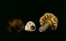 Hypomyces luteovirens image