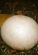 Calvatia gigantea image