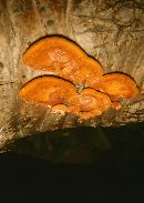 Pycnoporus sanguineus image