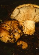 Lactarius scrobiculatus image