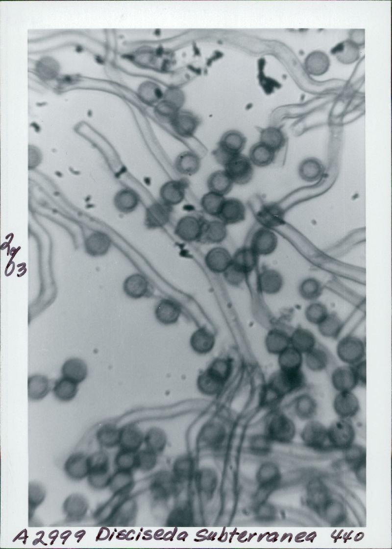 Disciseda bovista image