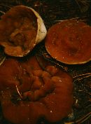 Discina apiculatula image