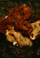 Gyromitra gigas image