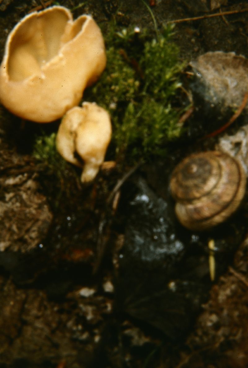 Geopyxis vulcanalis image