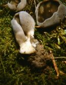 Helvella acetabulum image