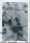 Disciseda candida image