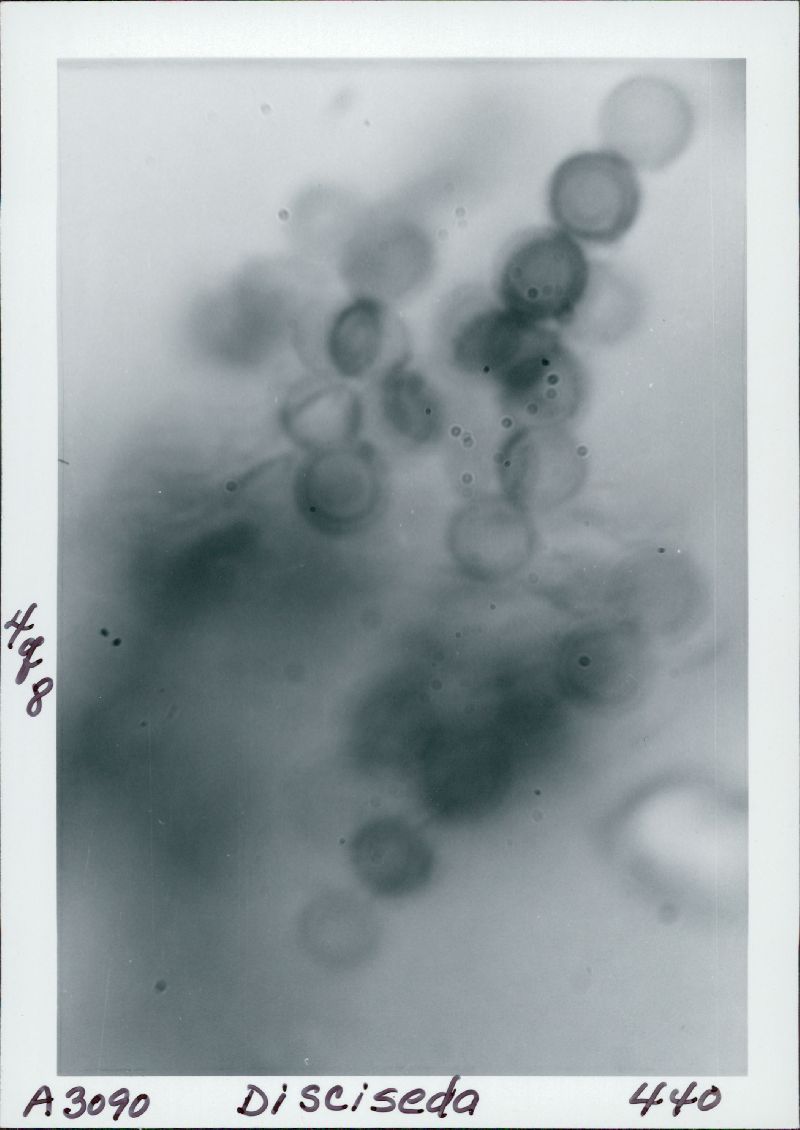 Disciseda candida image