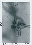 Disciseda candida image