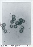 Disciseda candida image