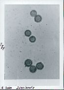 Disciseda candida image