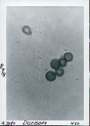 Disciseda candida image