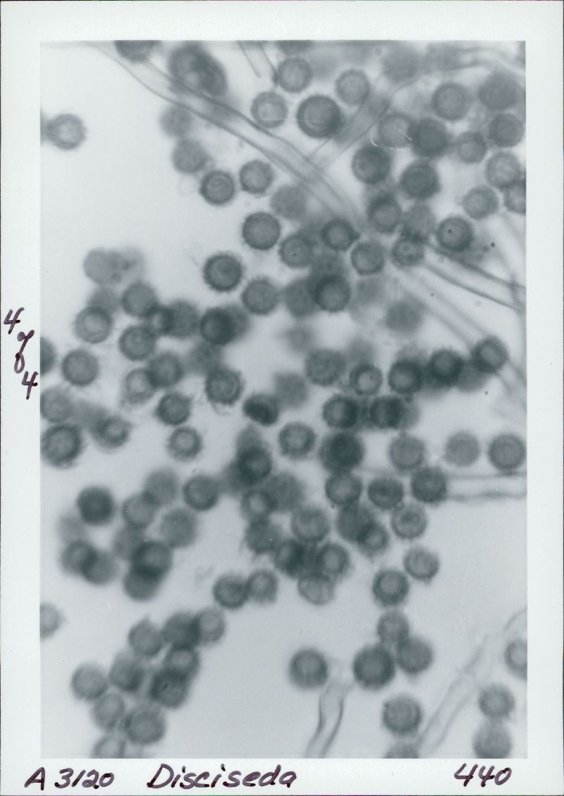 Disciseda bovista image
