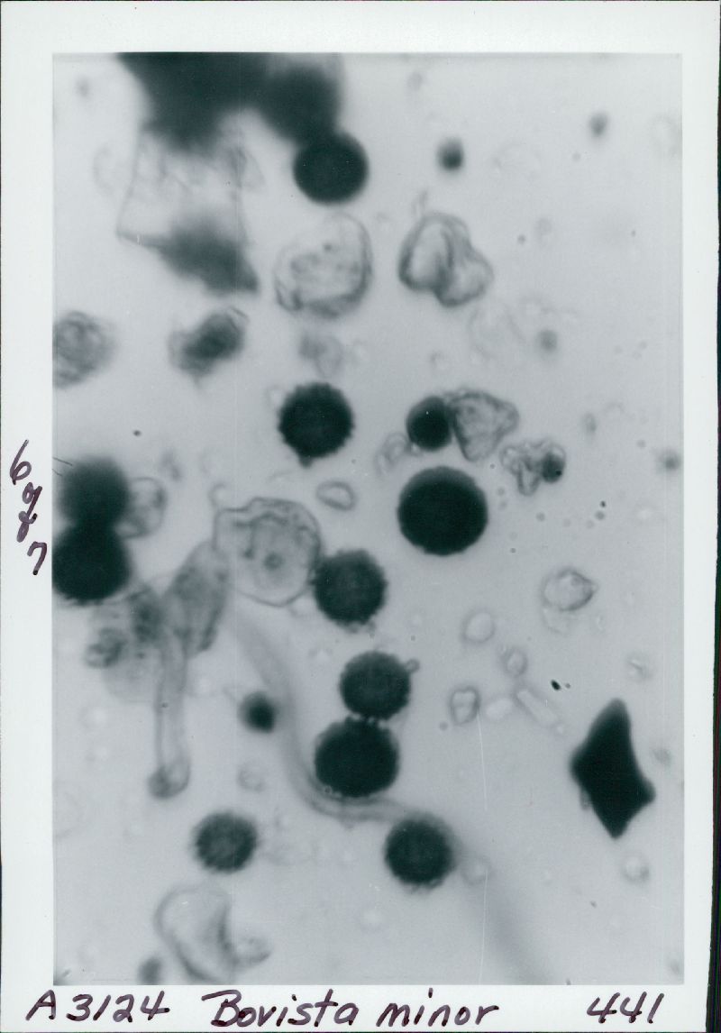 Bovista minor image