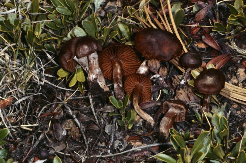 Cortinarius nigrellus image