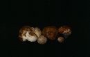 Lycoperdon spadiceum image