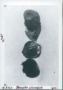 Bovista plumbea image