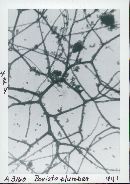 Bovista plumbea image