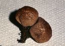 Lycoperdon molle image