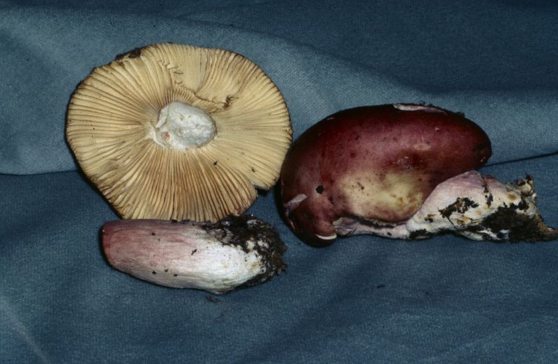 Russula purpurea image