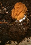 Gyromitra gigas image