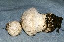 Lycoperdon floccosum image