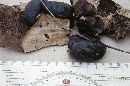 Daldinia concentrica image