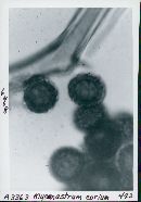 Mycenastrum corium image