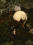 Geastrum quadrifidum image