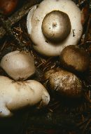 Geastrum rufescens image