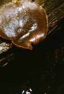 Peziza repanda image