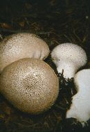 Lycoperdon perlatum image