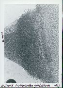 Lycoperdon glabellum image