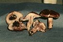 Hygrophorus purpurascens image