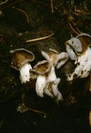 Helvella fusca image