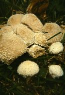 Lycoperdon curtisii image