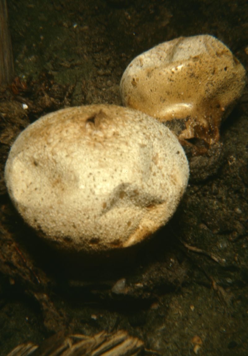 Lycoperdon umbrinum image