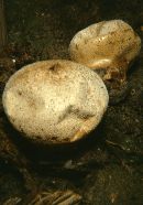 Image of Lycoperdon umbrinum