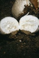 Bovista plumbea image