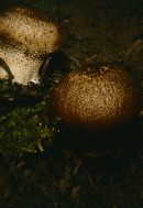 Lycoperdon nigrescens image