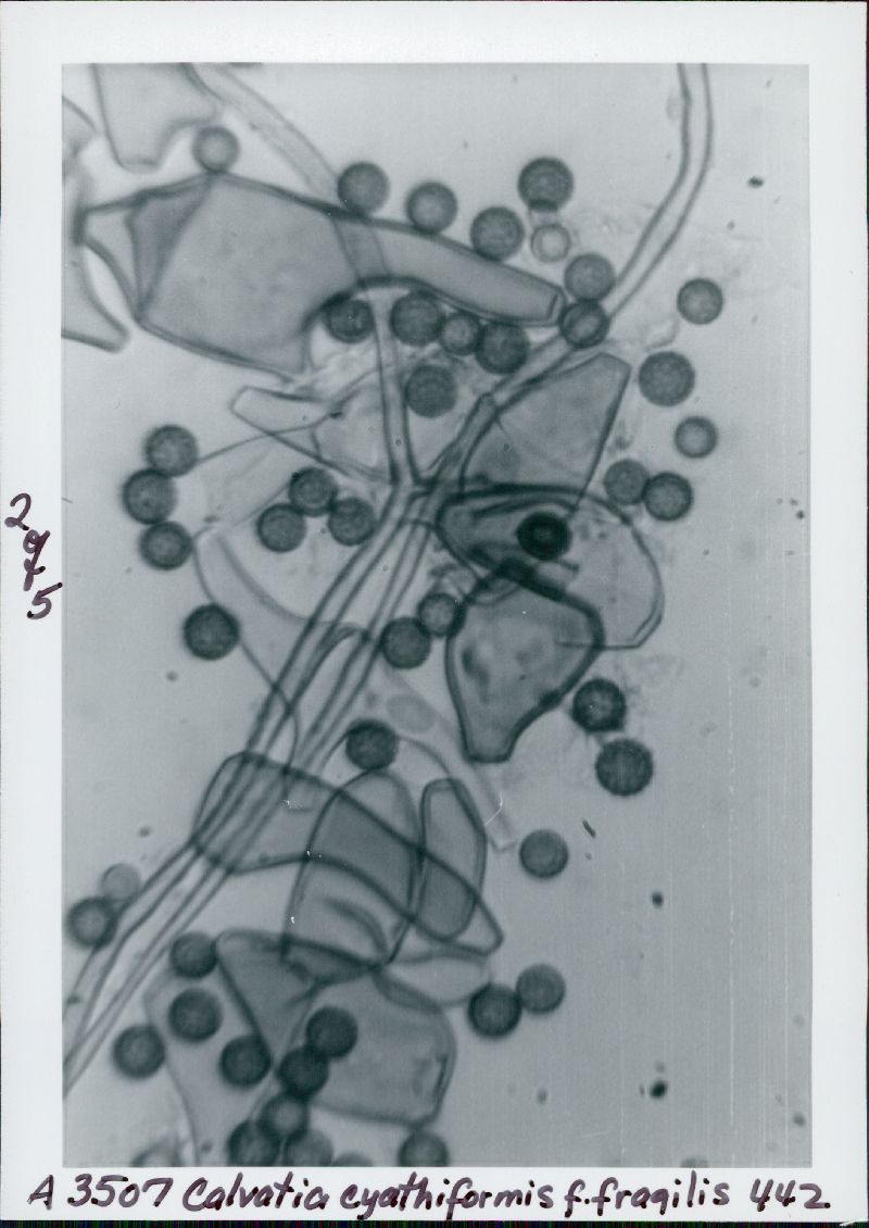 Calvatia cyathiformis f. fragilis image