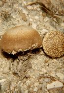 Lycoperdon marginatum image